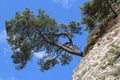 Landscape with a lonely pine tree on the Rock. Royalty Free Stock Photo