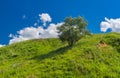 Landscape with lonely silver-berry tree on a hill in rural Ukrainian area Royalty Free Stock Photo