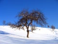 Da solitario un albero 