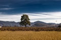 Landscape of lonely tree and abandoned car with flying vultures.