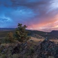 Landscape with lonely tree and dark and colorful stormy sky. Pine tree blowing in the winds before a power storm or hurricane. Royalty Free Stock Photo