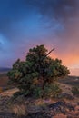 Landscape with lonely tree and dark and colorful stormy sky. Pine tree blowing in the winds before a power storm or hurricane. Royalty Free Stock Photo