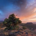 Landscape with lonely tree and dark and colorful stormy sky. Pine tree blowing in the winds before a power storm or hurricane. Royalty Free Stock Photo