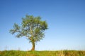 Landscape with a lonely tree in a field under clear blue sky Royalty Free Stock Photo