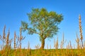 Landscape with a lonely tree in a field under clear blue sky Royalty Free Stock Photo