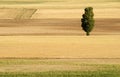 Landscape with a lonely tree Royalty Free Stock Photo