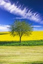 Lonely tree at a rape filed Royalty Free Stock Photo