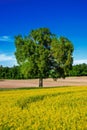 Lonely tree at a rape filed Royalty Free Stock Photo