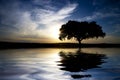 Landscape with lonely tree with water reflexion