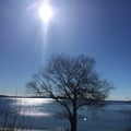 Landscape with lonely tree with water reflexion Royalty Free Stock Photo