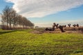 Landscape with a long row of tall poplars and newly pruned pollard willows Royalty Free Stock Photo