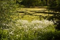 Landscape of the Long Water in Hyde Park, London