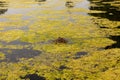 Landscape of the Long Water in Hyde Park, London