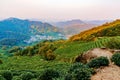 Landscape of Longjing tea fields Royalty Free Stock Photo