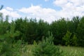 Landscape with lot of pine trees in summer daylight with blue sky with clouds in background