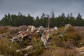 Landscape of the Lothar path in the Black Forest