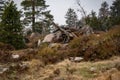 Landscape of the Lothar path in the Black Forest