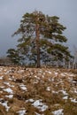 Landscape of the Lothar path in the Black Forest