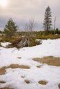 Landscape of the Lothar path in the Black Forest