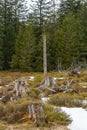 Landscape of the Lothar path in the Black Forest