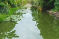 Landscape lotus pond in banana farm