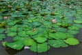 Landscape lotus pond green beautiful nature Thailand Royalty Free Stock Photo