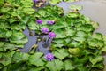 Landscape lotus pond green beautiful nature Thailand Royalty Free Stock Photo