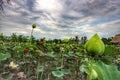 Landscape, lotus pond, green day, cloudy sky, black clouds, rainy season in Asia