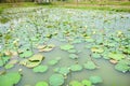 Landscape of lotus pond, water lily field growing on nature leaf lotus Royalty Free Stock Photo