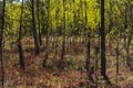 landscape with low forest overgrowing a transitional peat bog in Poland Royalty Free Stock Photo