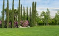 Landscape with ÃÂ°lowering Rhododendron `Roseum Elegans` hybrid catawbiense. Pink purple azalea flowers blossom Royalty Free Stock Photo