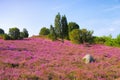 Landscape Lueneburg Heath in autumn