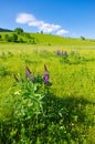 Landscape with lupines