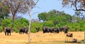 Landscape of the lush african bush with a herd of elephants walking towards a waterhole with ano old dials pump in the foreground Royalty Free Stock Photo