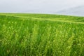 Landscape of lush farmland around southern york county pennsylvania