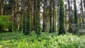 Landscape of a lush forest, with the trunks full of green plants. Flowering forest in Sintra, Portugal