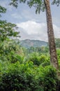 Landscape with lush green rain forest with tall old tree and green hill in background