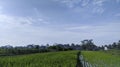 Lush green rice field and blue sky, In Asia Royalty Free Stock Photo