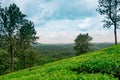 Landscape of lush organic green tea plantation on hills during monsoon season with cloudy sky, tea is major resource of indian