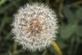 Common Dandelion clock