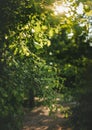 Landscape with magnificent Acer ginnala trees with beautiful green leaves Royalty Free Stock Photo