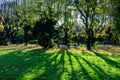 Landscape with the main alley with vivid green and yellow plants, green lime trees and grass in a sunny autumn day in Cismigiu