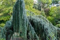 Landscape with majestic Weeping Blue Atlas cedar Cedrus atlantica Glauca Pendula in Massandra park