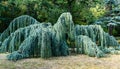 Landscape with majestic Weeping Blue Atlas cedar Cedrus atlantica Glauca Pendula in Massandra park