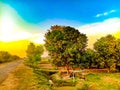 Landscape of Mango tree and Mangoo garden.With blue sky background and against Sunset.