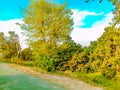 Landscape of Mango tree and Mangoo garden.With blue sky background and against Sunset.