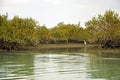 Landscape of Mangrove Forest in Qeshm Island , Iran Royalty Free Stock Photo