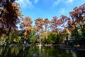 Landscape with many large green, yellow, orange and red old bald cypress trees near the lake in a sunny autumn day in Parcul Carol