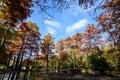 Landscape with many large green, yellow, orange and red old bald cypress trees near the lake in a sunny autumn day in Parcul Carol