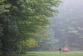 Landscape of maple trees caught in the fog, soft focus Royalty Free Stock Photo